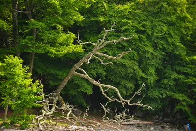 DSC_3940 (Large).JPG